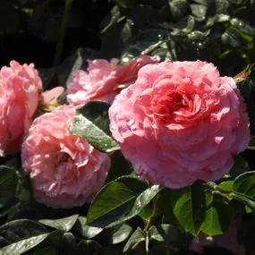 Tickled Pink Rose (Rosa Tickled Pink) 1